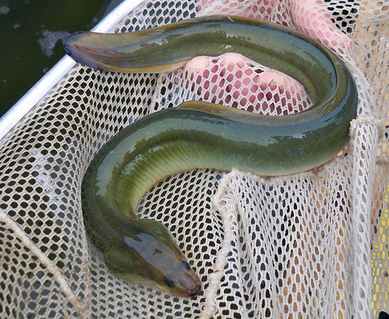 Photo of a green-ish eel